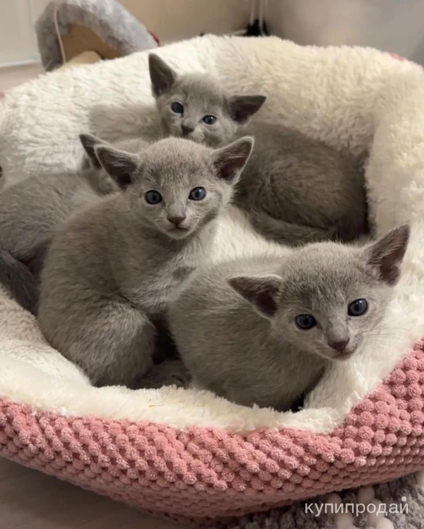 Фото Русские голубые котята