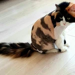 Фото №4 Услуги грумера: стрижка кошек и котов