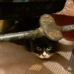 Фото №2 Подарите милому котику шанс на счастливую жизнь