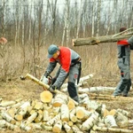 Спил деревьев.Расчистка участка. Демонтаж хоз построек