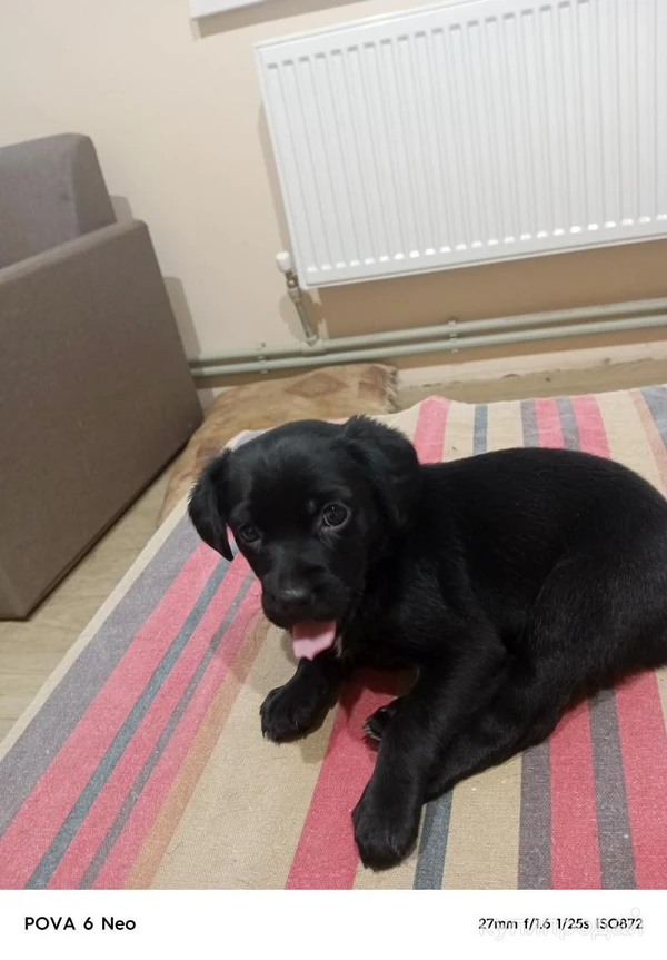 Фото Отдам добрым людям