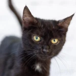 Фото №9 Черный котик Шухер