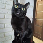 Фото №4 Бомбейские котята