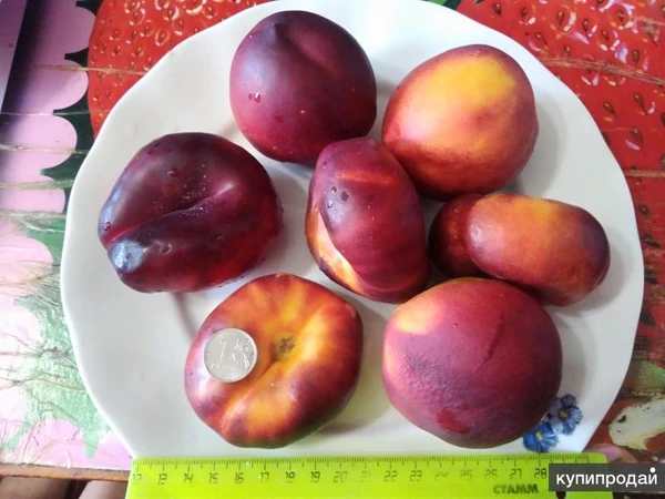 Фото Саженцы плодовых растений