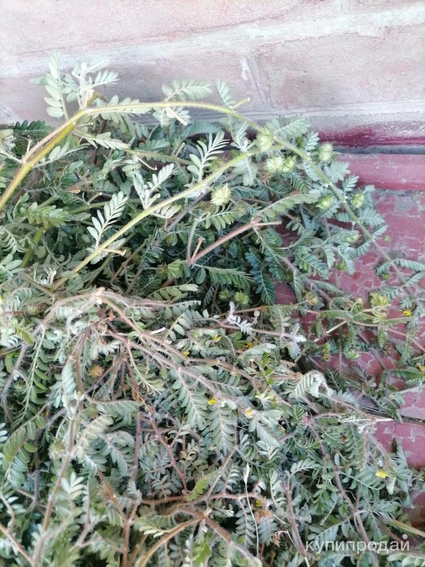 Фото Якорцы стелющиеся, цена за 100 грамм.