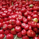 Продам помидоры домашние