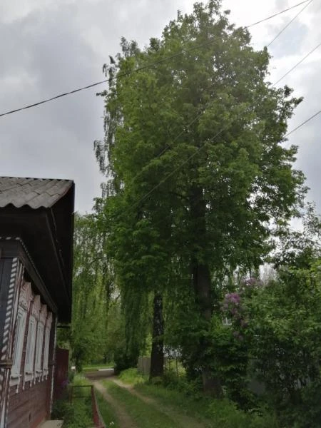 Фото УДАЛЕНИЕ ДЕРЕВЬЕВ