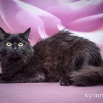 Роскошная пушистая кошка Ночка в добрые руки