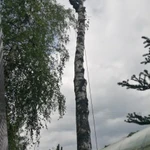 Фото №4 Спил деревьев