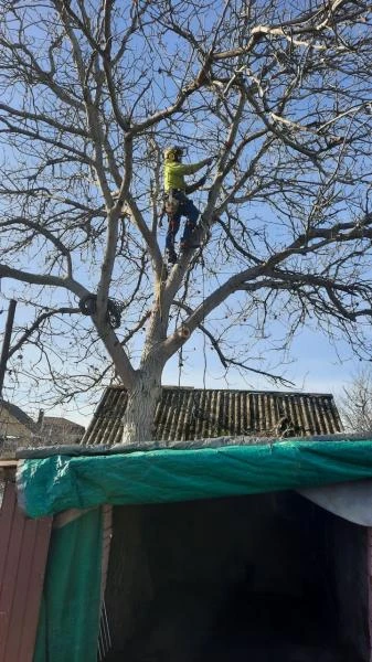 Фото Спил деревьев.Спилить дерево.