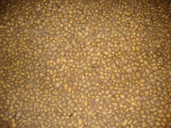 Фото Семенной картофель розница и опт от производителя Гатчина