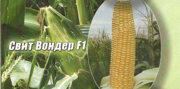 Фото Семена сахарной кукурузы Свит Вондер F1 Agri Saaten GmbH