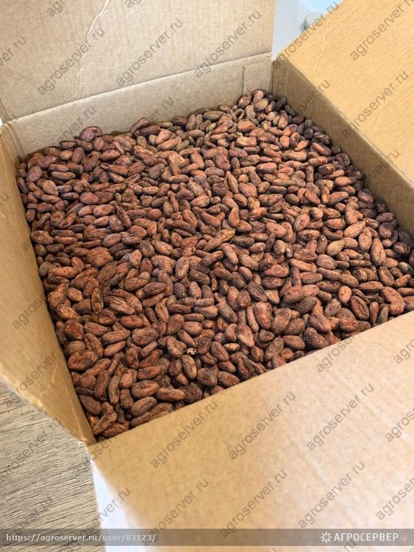 Фото Какао-бобы сырые Сан-Томе (Амелонадо) / Урожай 2025 — живые, необжаренные, ферментированные