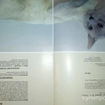 Фото №3 Все что нужно знать о кошках