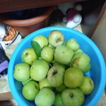 Фото №3 Продам яблоки. ?