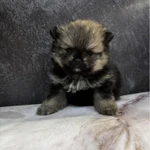 Фото №3 Щенки померанского шпица