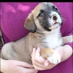 Фото №2 Малыш в поисках семьи