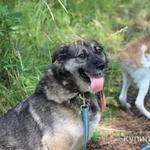 Фото №2 Девочка Юми ищет дом!