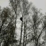 Фото №3 Спил деревьев по Москве и Московской области