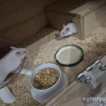 Фото №4 Сирийские хомяки