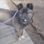 Фото №2 Дрессировка