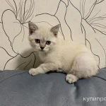Фото №3 Котята британские