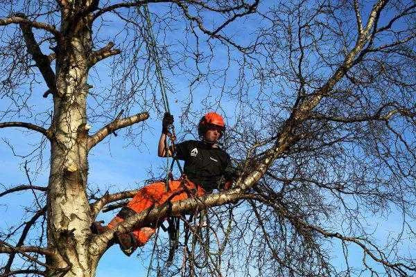 Фото СПИЛ ДЕРЕВЬЕВ ЛЮБОЙ СЛОЖНОСТИ В АКСАЕ