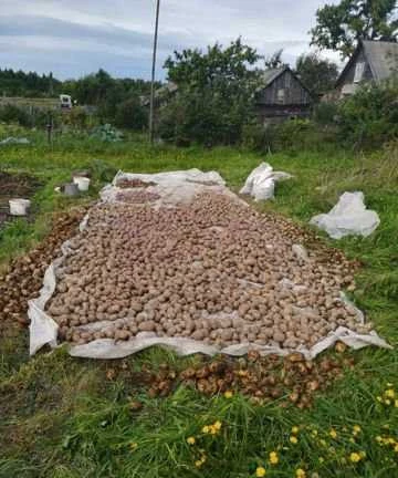 Фото Продам картофель