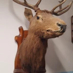 Фото №3 Чучело марала