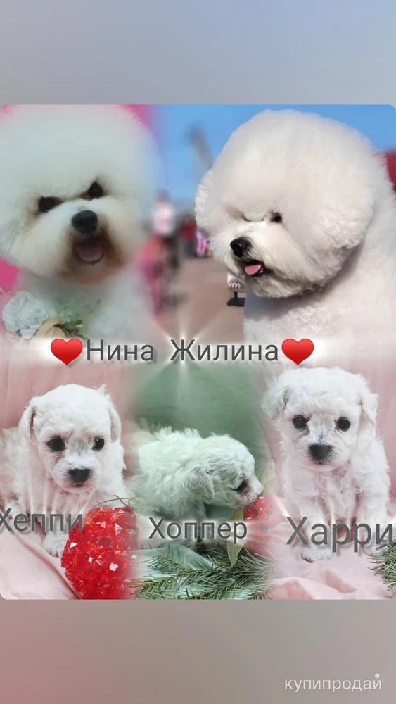 Фото Щенки Бишон Фризе