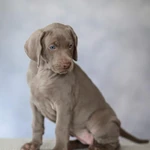 Фото №4 Шикарные щенки веймарайнера с документами РКФ