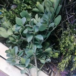 Фото №4 Самшит вечно зелёный. Цена за веточку.