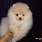 Фото №5 Щенок померанского шпица- мальчик