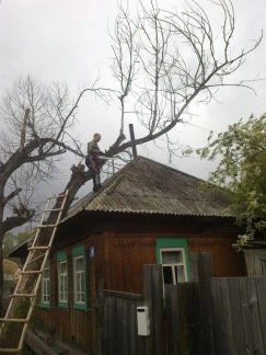 Фото Кронирование(обрезка) деревьев
