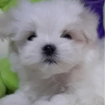 Фото №3 Роскошные девочки Мальтезе