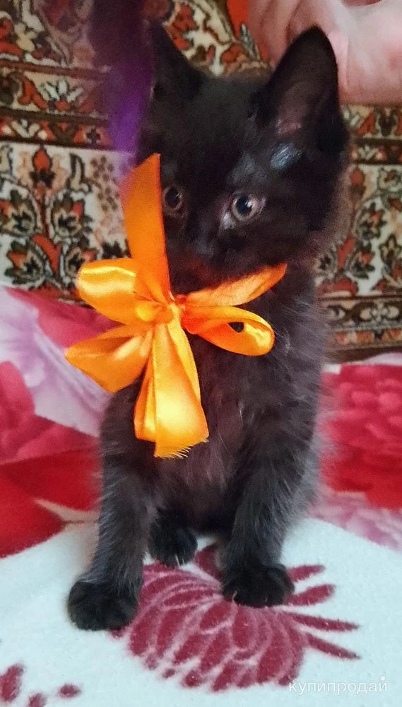 Фото отдам котят бесплатно в добрые руки