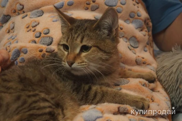 Фото Кошечка Шурочка в добрые руки