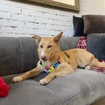 Дина ищет дом и семью!