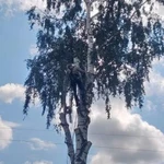 Фото №2 Спил деревьев