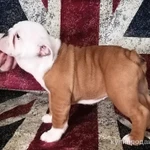 Фото №10 Щенки английского бульдога