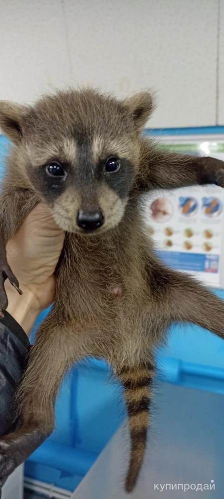 Фото Я Енотик- Полоскун