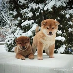 Фото №3 Сиба ину шиба