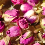 фото Бутоны розы сушёные