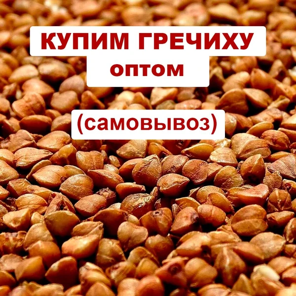 Фото Приобретаем гречиху оптом, возможен самовывоз