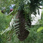 Сниму рой пчёл