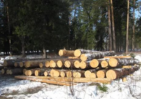 Фото Пиловочник из сосны.