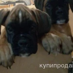 Продается шикарный щенок боксера, 2 месяца