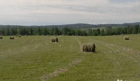 Фото Сено в рулонах