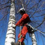 Спил деревьев, удаление деревьев,обрезка.Автовышка