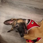 Фото №7 Отдам щенка в хорошие руки совершенно бесплатно